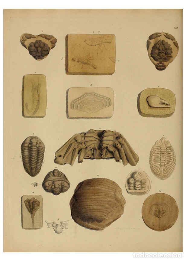 Collectionnisme de Revues et Journaux: Reproducci&oacute;n/Reproduction 6077510610: A pictorial atlas of fossil remains London :H.G. Bohn,1850 - G