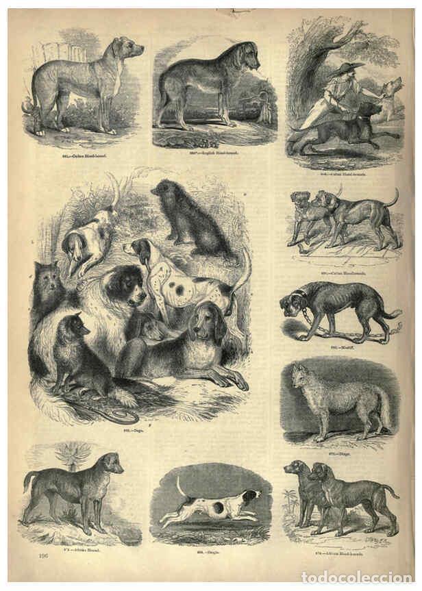 Collectionnisme de Revues et Journaux: Reproducci&oacute;n/Reproduction 6093029170: The pictorial museum of animated nature. v.1. London :C. Cox,[