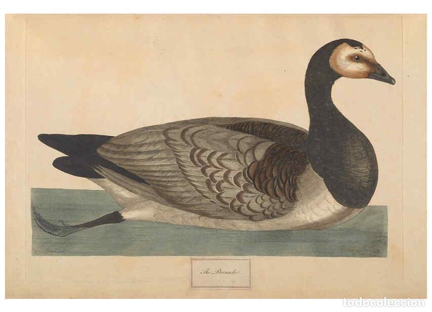 Collectionnisme de Revues et Journaux: Reproducci&oacute;n/Reproduction 6092772084: A natural history of British birds London :Printed for S. Hoop