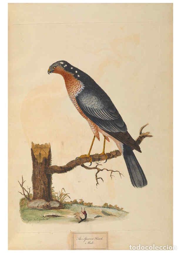 Collectionnisme de Revues et Journaux: Reproducci&oacute;n/Reproduction 6092773406: A natural history of British birds London :Printed for S. Hoop