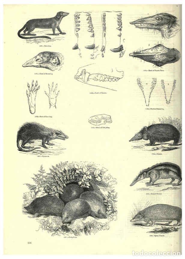 Collectionnisme de Revues et Journaux: Reproducci&oacute;n/Reproduction 6092494957: The pictorial museum of animated nature. v.1. London :C. Cox,[