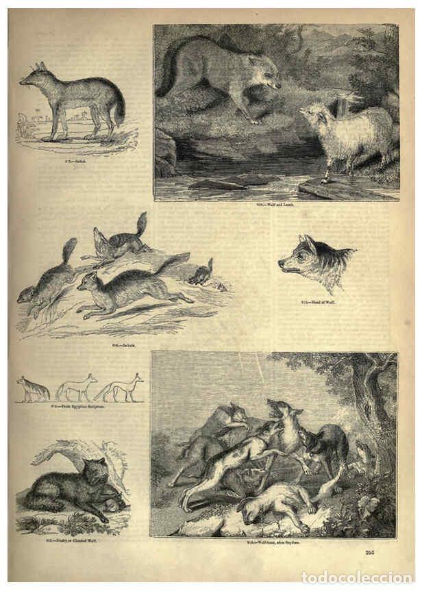 Collectionnisme de Revues et Journaux: Reproducci&oacute;n/Reproduction 6093030400: The pictorial museum of animated nature. v.1. London :C. Cox,[