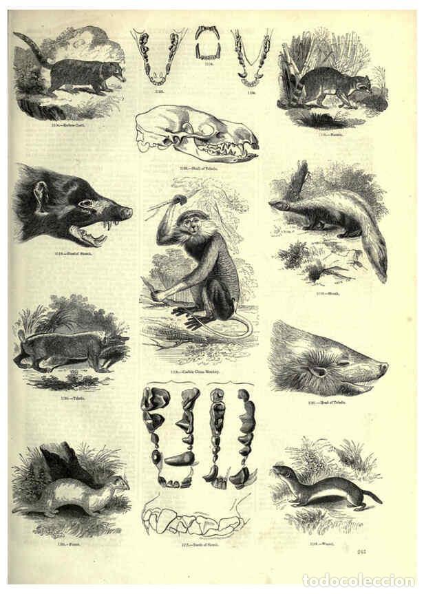 Collectionnisme de Revues et Journaux: Reproducci&oacute;n/Reproduction 6092496575: The pictorial museum of animated nature. v.1. London :C. Cox,[