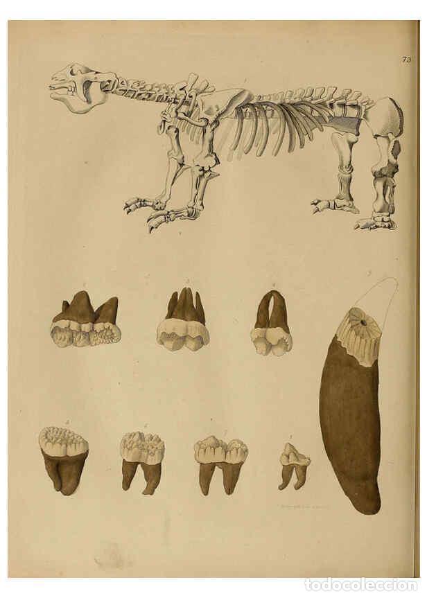 Collectionnisme de Revues et Journaux: Reproducci&oacute;n/Reproduction 6077511892: A pictorial atlas of fossil remains London :H.G. Bohn,1850 - G