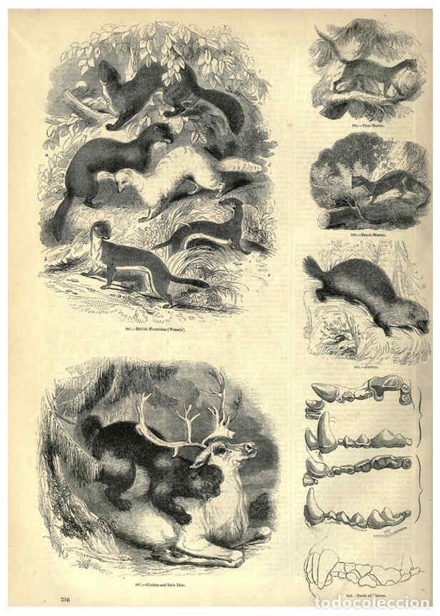 Collectionnisme de Revues et Journaux: Reproducci&oacute;n/Reproduction 6092491883: The pictorial museum of animated nature. v.1. London :C. Cox,[