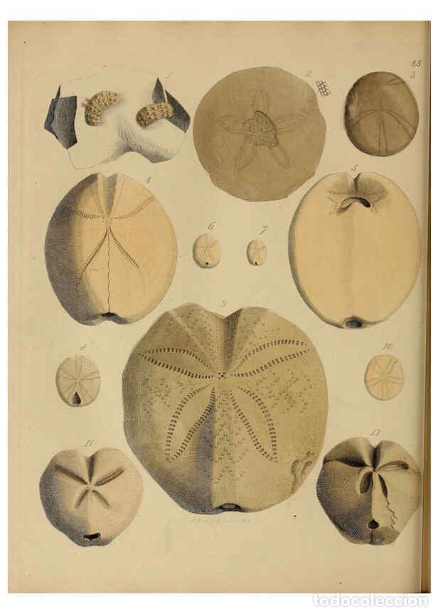 Collectionnisme de Revues et Journaux: Reproducci&oacute;n/Reproduction 6076968693: A pictorial atlas of fossil remains London :H.G. Bohn,1850 - G
