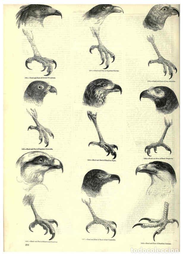 Collectionnisme de Revues et Journaux: Reproducci&oacute;n/Reproduction 6092499239: The pictorial museum of animated nature. v.1. London :C. Cox,[