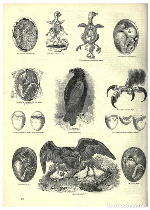 Collectionnisme de Revues et Journaux: Reproducci&oacute;n/Reproduction 6093037860: The pictorial museum of animated nature. v.1. London :C. Cox,[