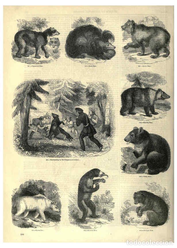 Collectionnisme de Revues et Journaux: Reproducci&oacute;n/Reproduction 6093028166: The pictorial museum of animated nature. v.1. London :C. Cox,[