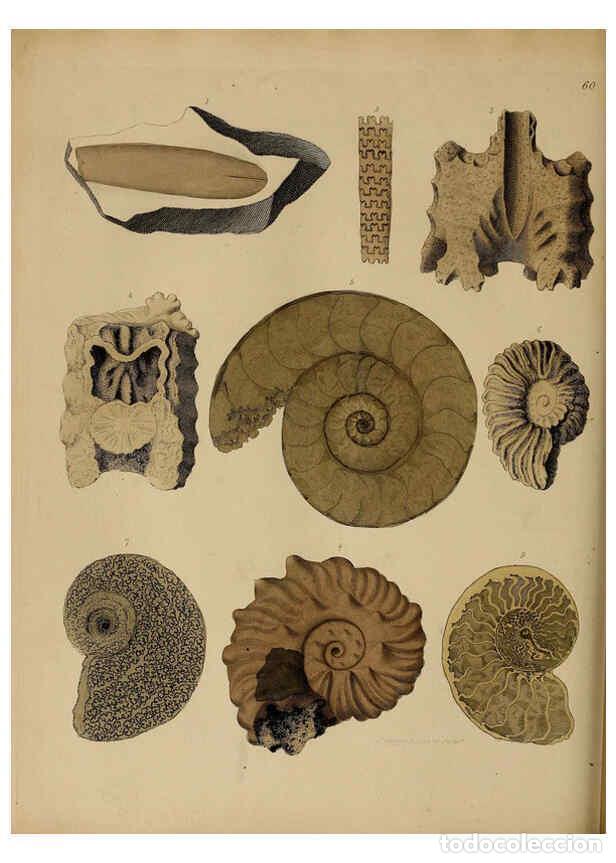 Collectionnisme de Revues et Journaux: Reproducci&oacute;n/Reproduction 6076969767: A pictorial atlas of fossil remains London :H.G. Bohn,1850 - G