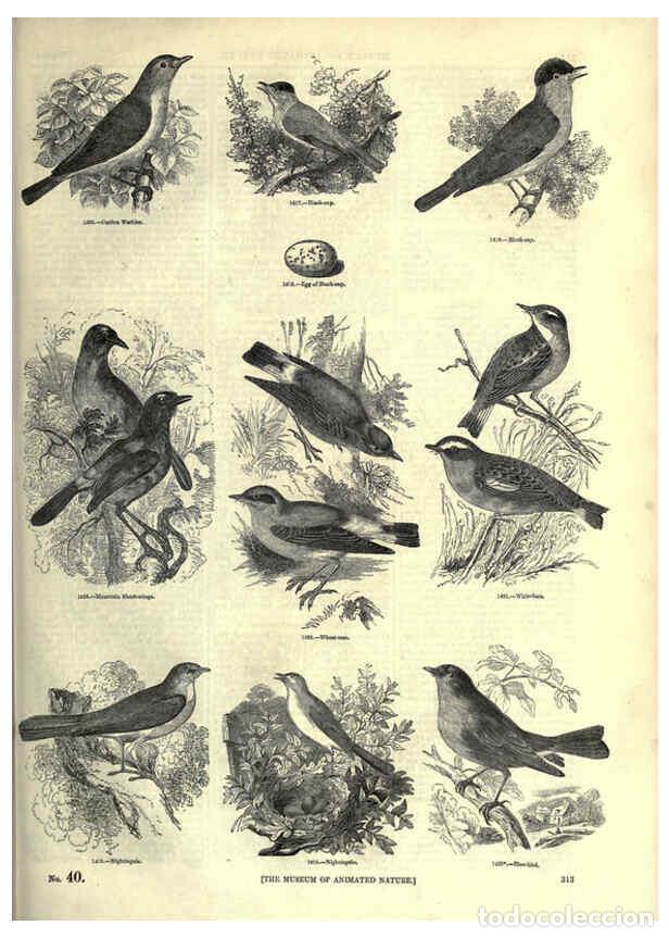 Collectionnisme de Revues et Journaux: Reproducci&oacute;n/Reproduction 6092507061: The pictorial museum of animated nature. v.1. London :C. Cox,[