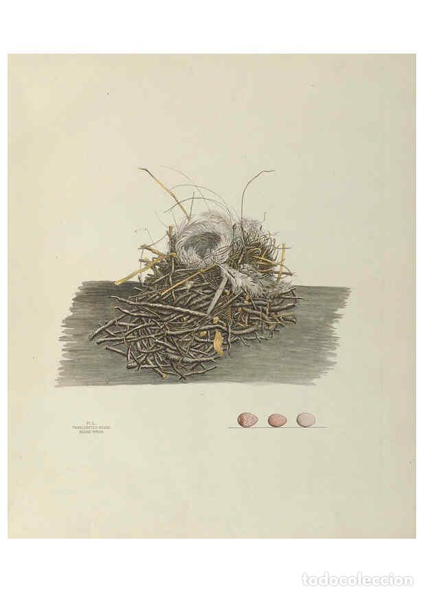 Collection Magazines and Newspapers: Reproducci&oacute;n/Reproduction 6058397721: Illustrations of the nests and eggs of birds of Ohio. v.2 Circ