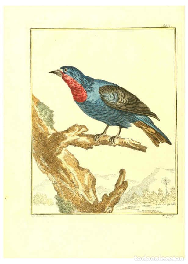 Collection Magazines and Newspapers: Reproducci&oacute;n/Reproduction 6056168773: Natuurkundige beschryving eener uitmuntende verzameling van ze