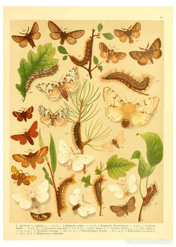 Collection Magazines and Newspapers: Reproducci&oacute;n/Reproduction 6058528935: Fr. Berge's Schmetterlingsbuch nach dem gegenw&auml;rtigen Stande d