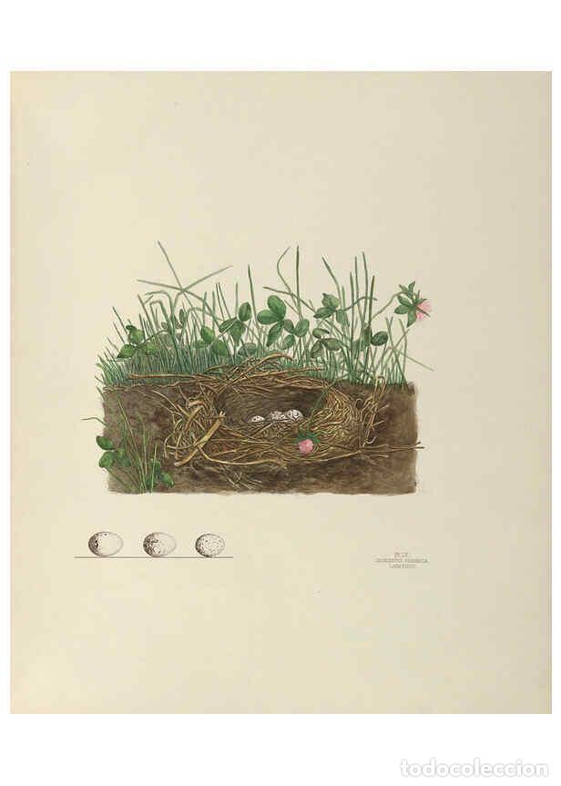 Collection Magazines and Newspapers: Reproducci&oacute;n/Reproduction 6058398471: Illustrations of the nests and eggs of birds of Ohio. v.2 Circ