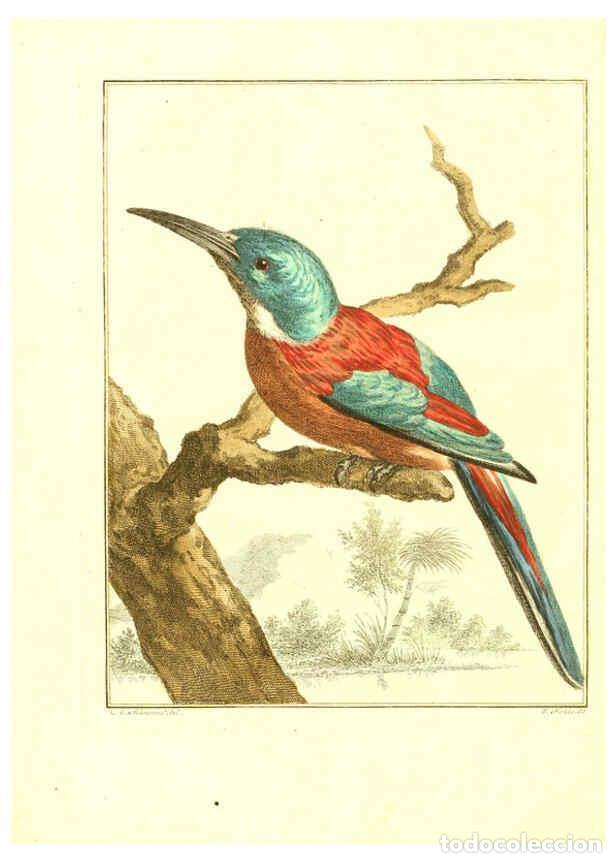 Collection Magazines and Newspapers: Reproducci&oacute;n/Reproduction 6056715944: Natuurkundige beschryving eener uitmuntende verzameling van ze