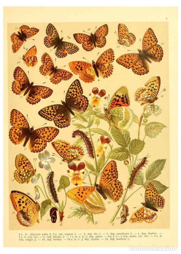 Collection Magazines and Newspapers: Reproducci&oacute;n/Reproduction 6059074556: Fr. Berge's Schmetterlingsbuch nach dem gegenw&auml;rtigen Stande d