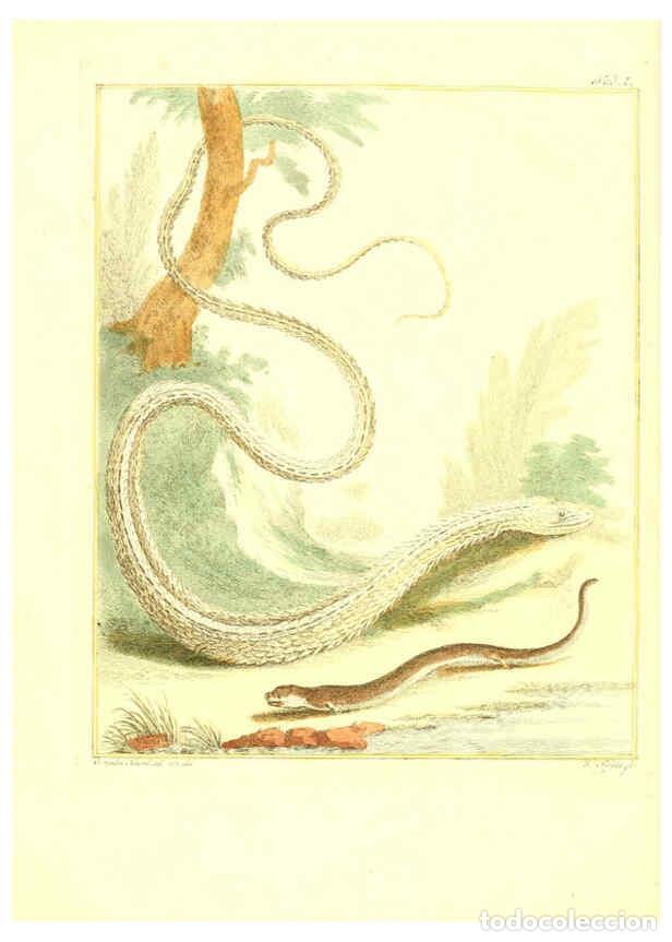 Collection Magazines and Newspapers: Reproducci&oacute;n/Reproduction 6056719592: Natuurkundige beschryving eener uitmuntende verzameling van ze