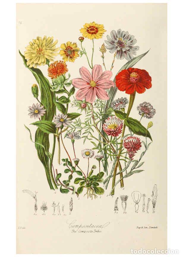 Collection Magazines and Newspapers: Reproducci&oacute;n/Reproduction 6059042508: Illustrations of the natural orders of plants with groups and