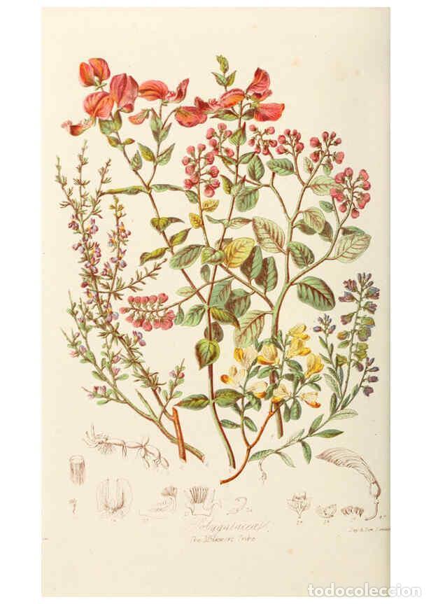 Collection Magazines and Newspapers: Reproducci&oacute;n/Reproduction 6058481467: Illustrations of the natural orders of plants with groups and