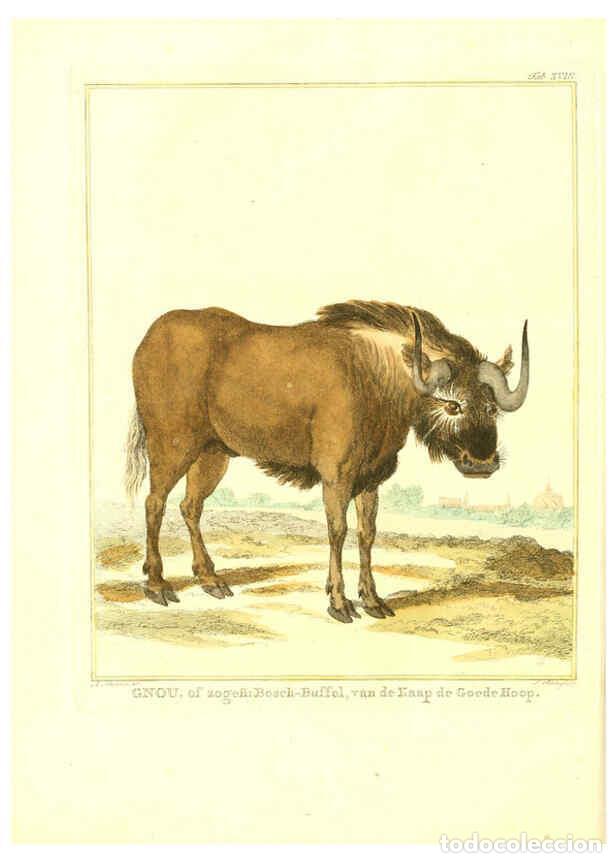 Collection Magazines and Newspapers: Reproducci&oacute;n/Reproduction 6056165745: Natuurkundige beschryving eener uitmuntende verzameling van ze