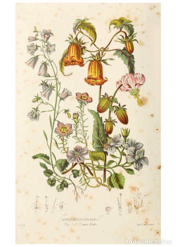 Collection Magazines and Newspapers: Reproducci&oacute;n/Reproduction 6058495689: Illustrations of the natural orders of plants with groups and