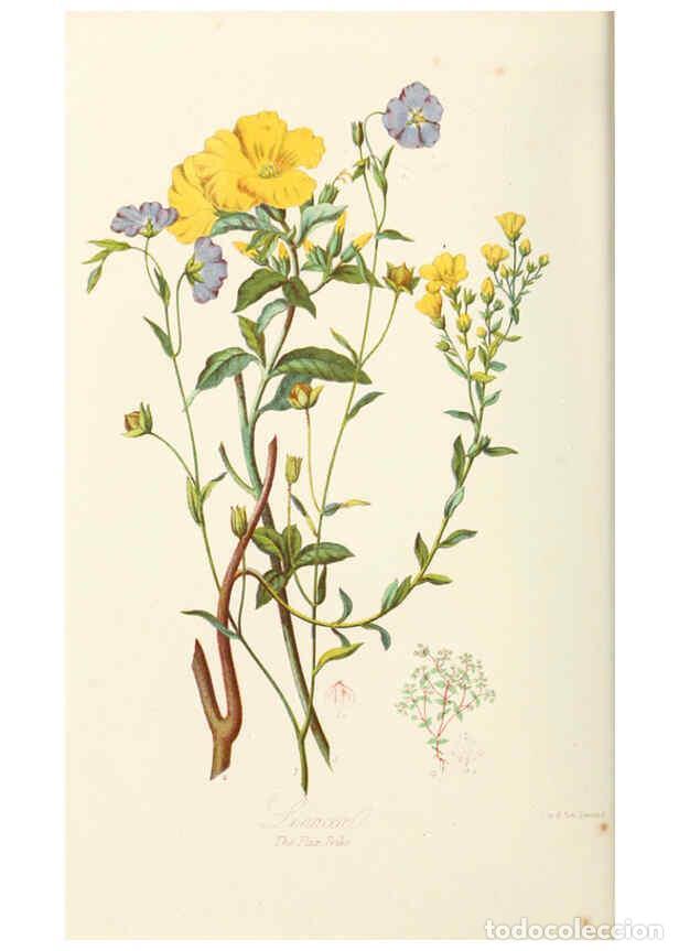 Collection Magazines and Newspapers: Reproducci&oacute;n/Reproduction 6058482513: Illustrations of the natural orders of plants with groups and