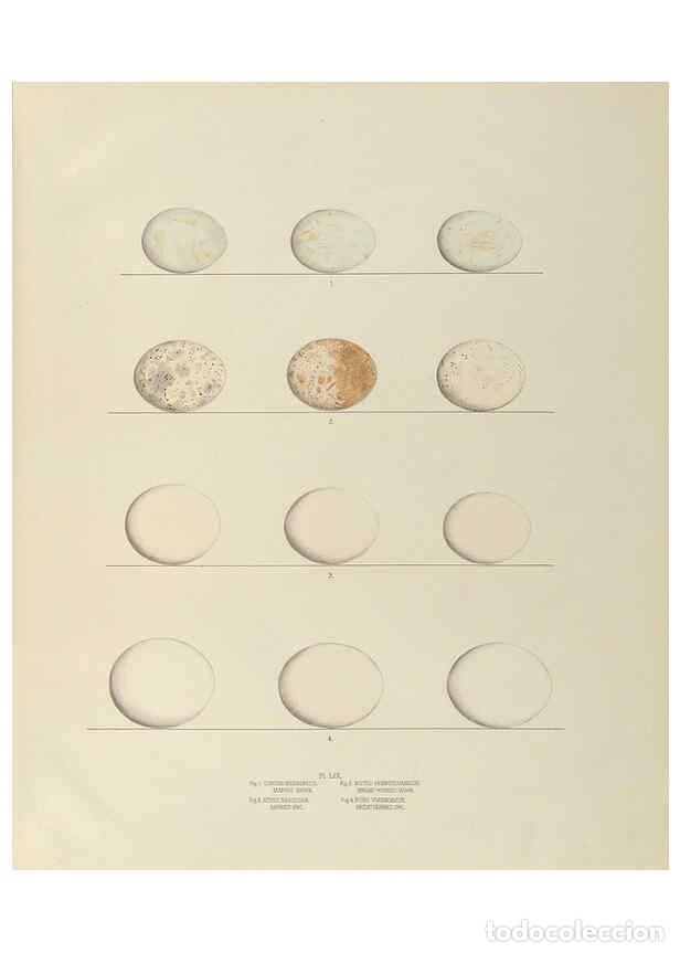 Collection Magazines and Newspapers: Reproducci&oacute;n/Reproduction 6058946822: Illustrations of the nests and eggs of birds of Ohio. v.2 Circ