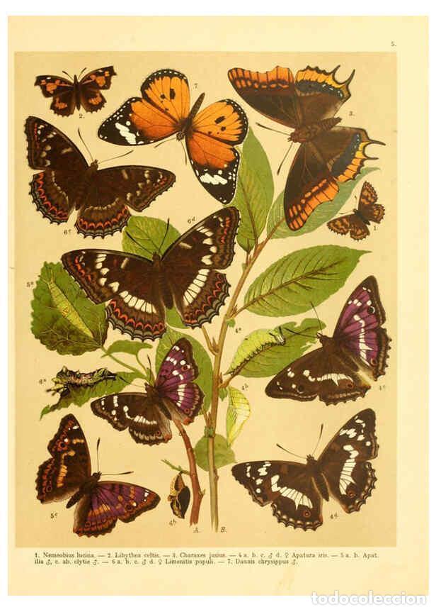 Collection Magazines and Newspapers: Reproducci&oacute;n/Reproduction 6059073788: Fr. Berge's Schmetterlingsbuch nach dem gegenw&auml;rtigen Stande d