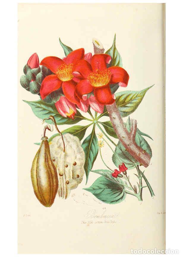 Collection Magazines and Newspapers: Reproducci&oacute;n/Reproduction 6059031316: Illustrations of the natural orders of plants with groups and