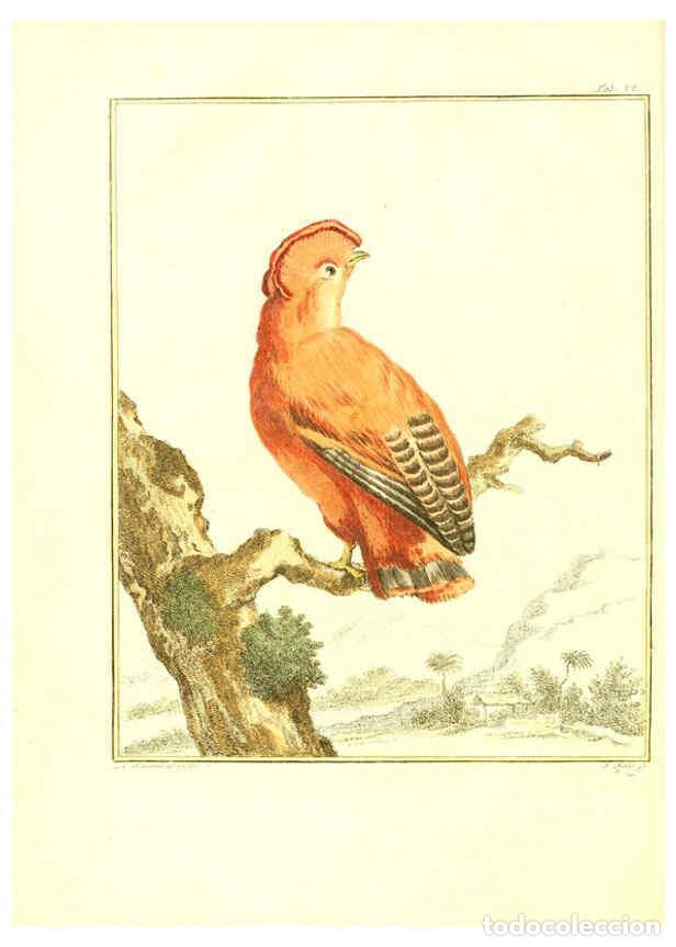 Collection Magazines and Newspapers: Reproducci&oacute;n/Reproduction 6056169111: Natuurkundige beschryving eener uitmuntende verzameling van ze