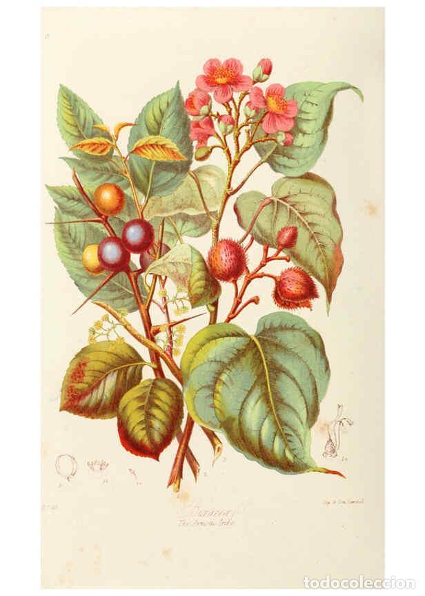 Collection Magazines and Newspapers: Reproducci&oacute;n/Reproduction 6059028672: Illustrations of the natural orders of plants with groups and