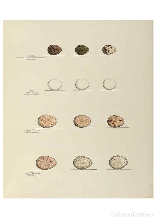 Collection Magazines and Newspapers: Reproducci&oacute;n/Reproduction 6058943826: Illustrations of the nests and eggs of birds of Ohio. v.2 Circ