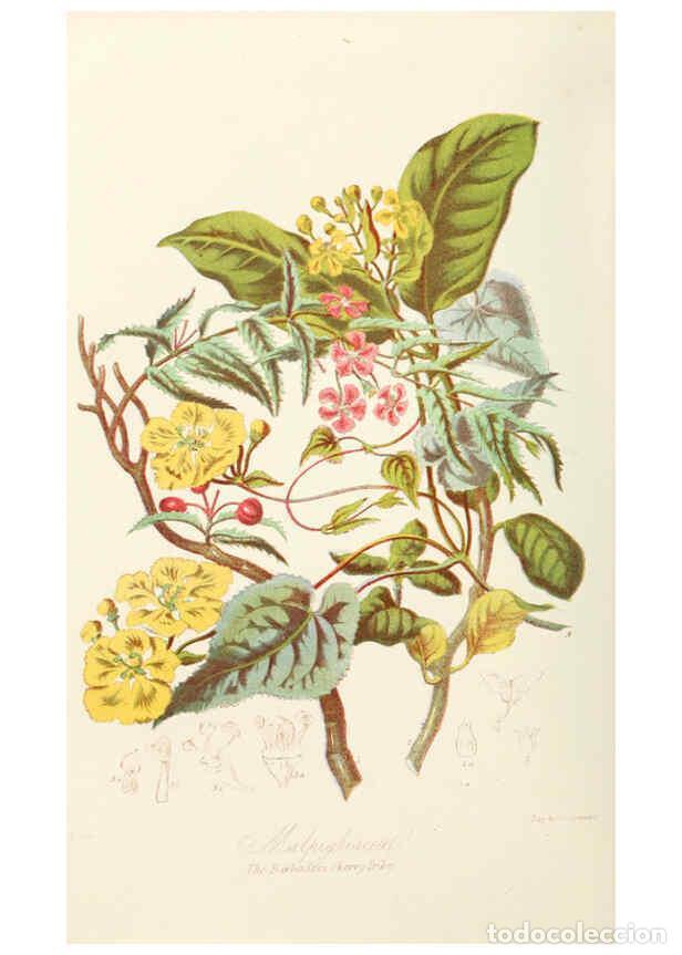 Collection Magazines and Newspapers: Reproducci&oacute;n/Reproduction 6058484621: Illustrations of the natural orders of plants with groups and