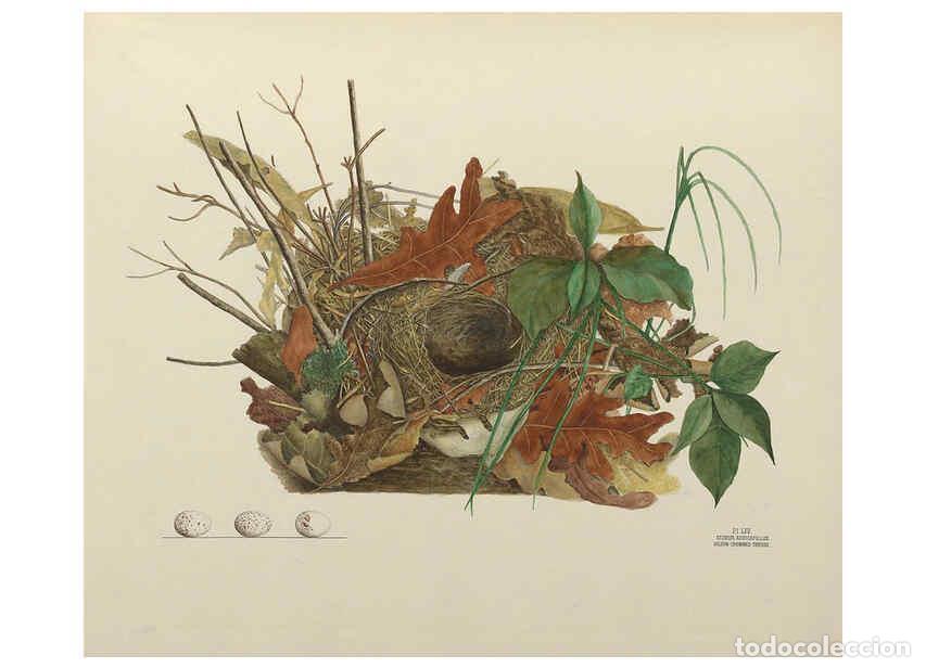 Collection Magazines and Newspapers: Reproducci&oacute;n/Reproduction 6058400105: Illustrations of the nests and eggs of birds of Ohio. v.2 Circ