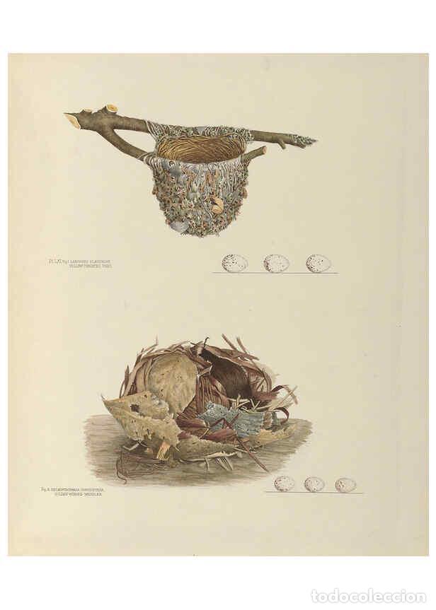 Collection Magazines and Newspapers: Reproducci&oacute;n/Reproduction 6058399381: Illustrations of the nests and eggs of birds of Ohio. v.2 Circ
