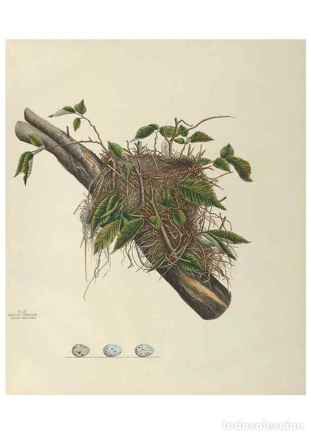 Collection Magazines and Newspapers: Reproducci&oacute;n/Reproduction 6058397999: Illustrations of the nests and eggs of birds of Ohio. v.2 Circ