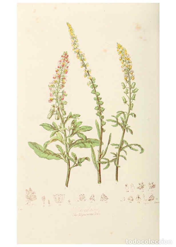 Collection Magazines and Newspapers: Reproducci&oacute;n/Reproduction 6059029686: Illustrations of the natural orders of plants with groups and