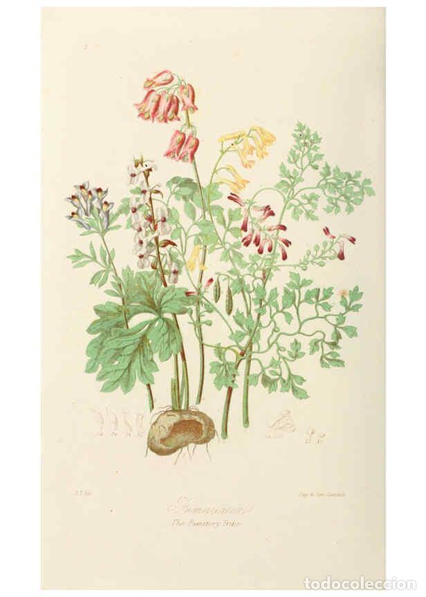 Collection Magazines and Newspapers: Reproducci&oacute;n/Reproduction 6058479519: Illustrations of the natural orders of plants with groups and