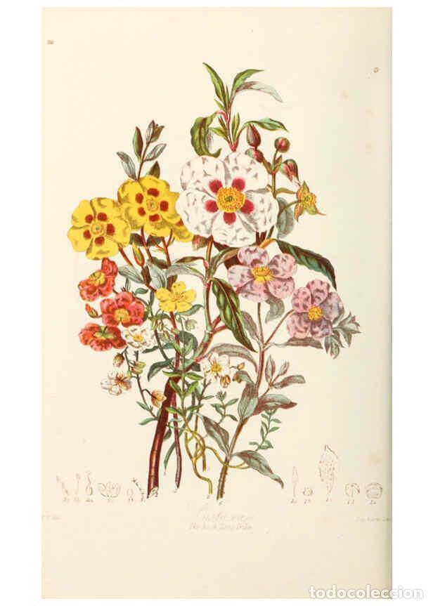 Collection Magazines and Newspapers: Reproducci&oacute;n/Reproduction 6058482683: Illustrations of the natural orders of plants with groups and