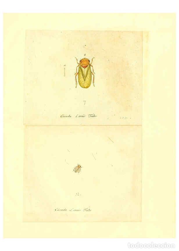 Collection Magazines and Newspapers: Reproducci&oacute;n/Reproduction 6055756783: Faunae insectorum Germanicae initia Nuremberg :Felsecker,1792-