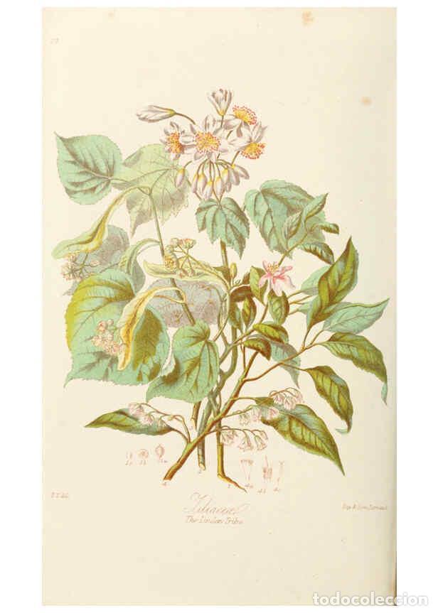 Collection Magazines and Newspapers: Reproducci&oacute;n/Reproduction 6058483583: Illustrations of the natural orders of plants with groups and