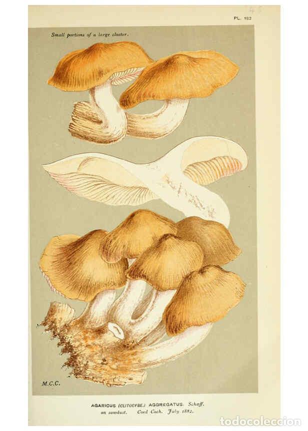 Collection Magazines and Newspapers: Reproducci&oacute;n/Reproduction 6055643655: Illustrations of British fungi (Hymenomycetes) London,Williams