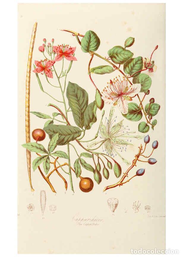 Collection Magazines and Newspapers: Reproducci&oacute;n/Reproduction 6059028460: Illustrations of the natural orders of plants with groups and