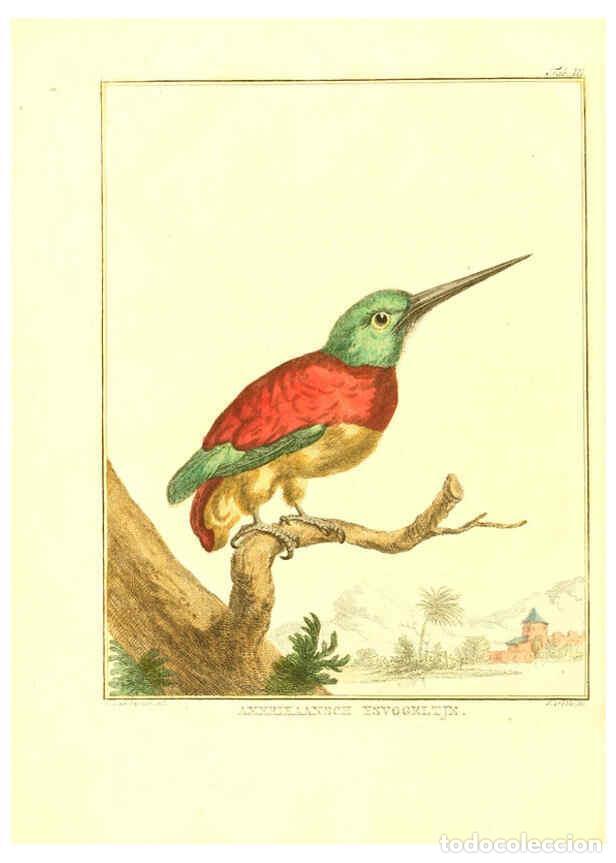 Collection Magazines and Newspapers: Reproducci&oacute;n/Reproduction 6056716192: Natuurkundige beschryving eener uitmuntende verzameling van ze