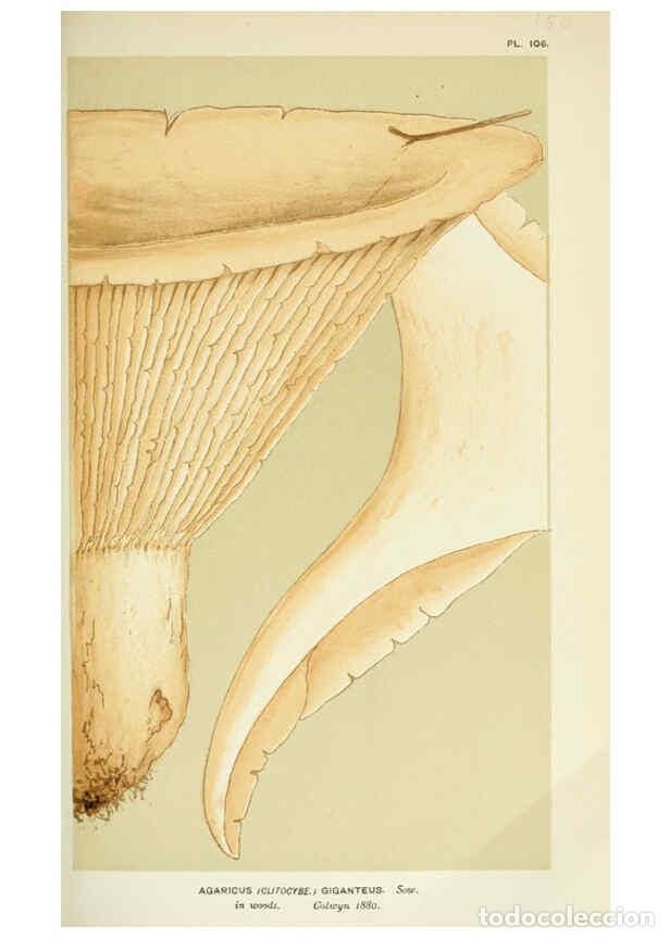 Collection Magazines and Newspapers: Reproducci&oacute;n/Reproduction 6056191710: Illustrations of British fungi (Hymenomycetes) London,Williams