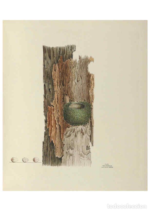 Collection Magazines and Newspapers: Reproducci&oacute;n/Reproduction 6058947902: Illustrations of the nests and eggs of birds of Ohio. v.2 Circ