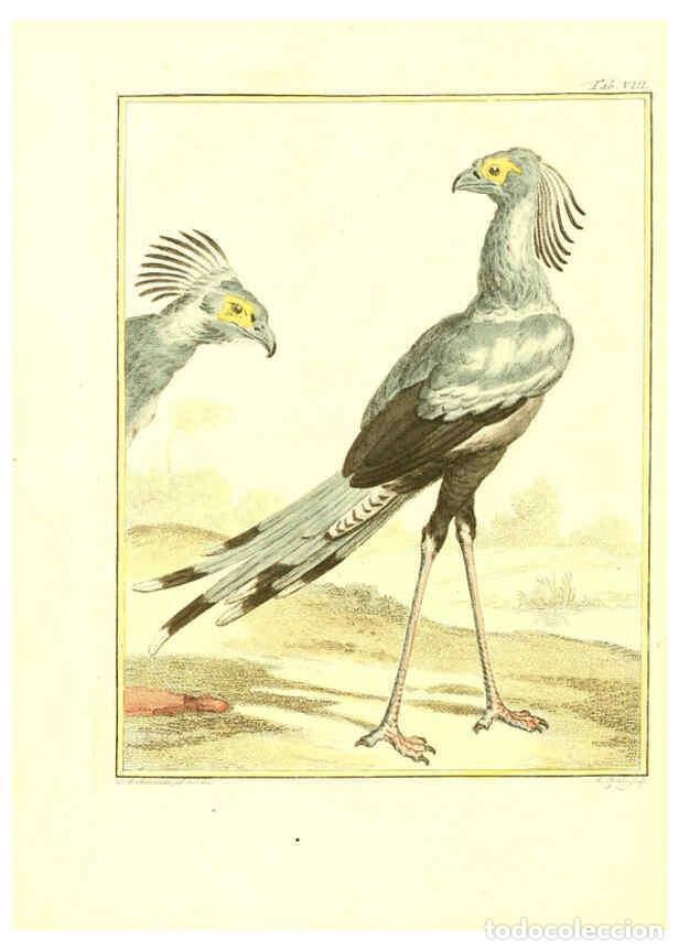 Collection Magazines and Newspapers: Reproducci&oacute;n/Reproduction 6056717994: Natuurkundige beschryving eener uitmuntende verzameling van ze