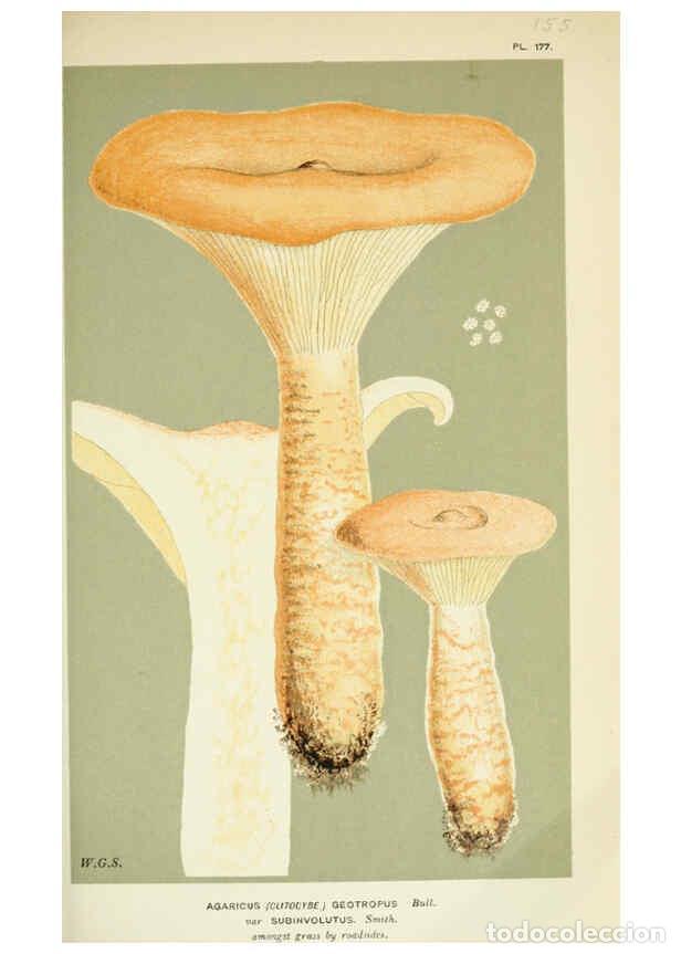 Collection Magazines and Newspapers: Reproducci&oacute;n/Reproduction 6056193022: Illustrations of British fungi (Hymenomycetes) London,Williams