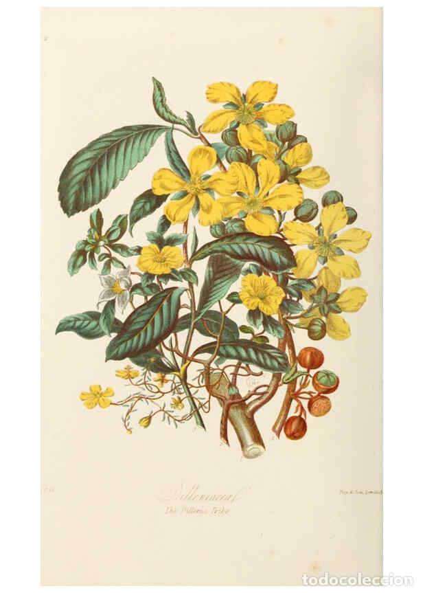 Collection Magazines and Newspapers: Reproducci&oacute;n/Reproduction 6058478463: Illustrations of the natural orders of plants with groups and